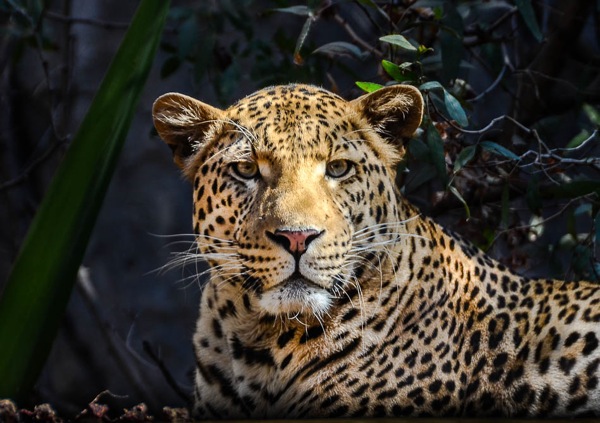 Leopard Close up 950 1