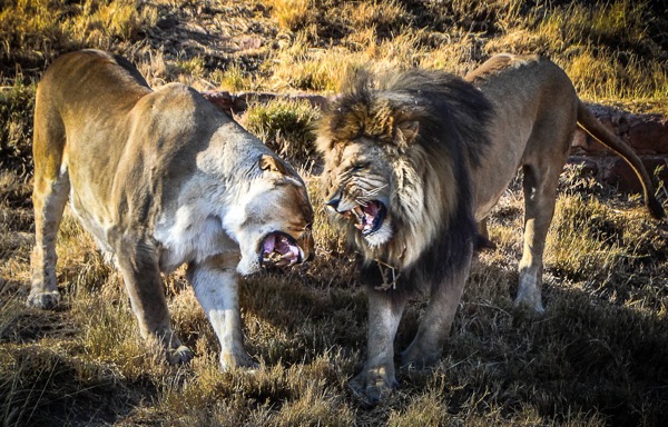 Lion fight 1 2